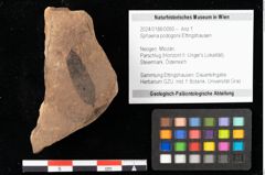 Foto (Objekt + Etikett) von Sphaeria podogonii Ettingshausen (NHMW-GEO-2024-0188-0050)